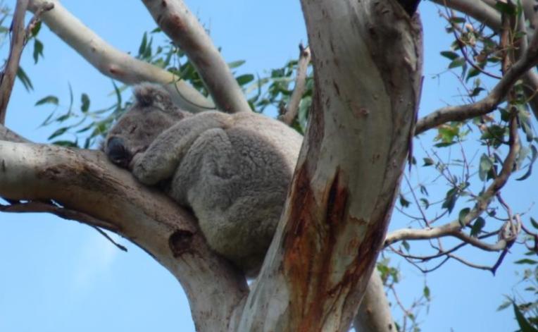 Koala